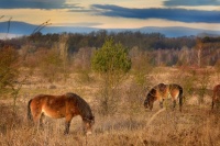 Kun divoky - Equus ferus - Exmoor Pony 6311